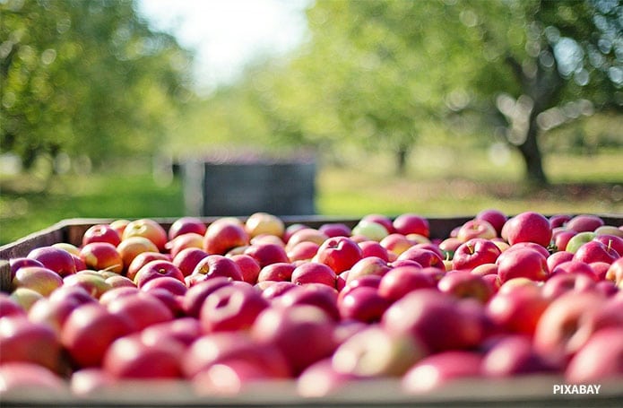 Índia se transforma no principal mercado para a maçã brasileira e país é o destino de 27% das exportações