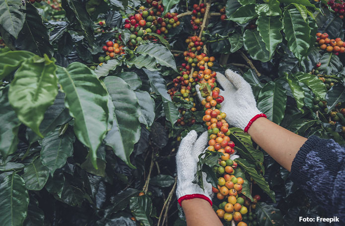 Exportação de café recua 12,8% para 2,8 milhões de sacas em julho de 2021, diz Cecafé